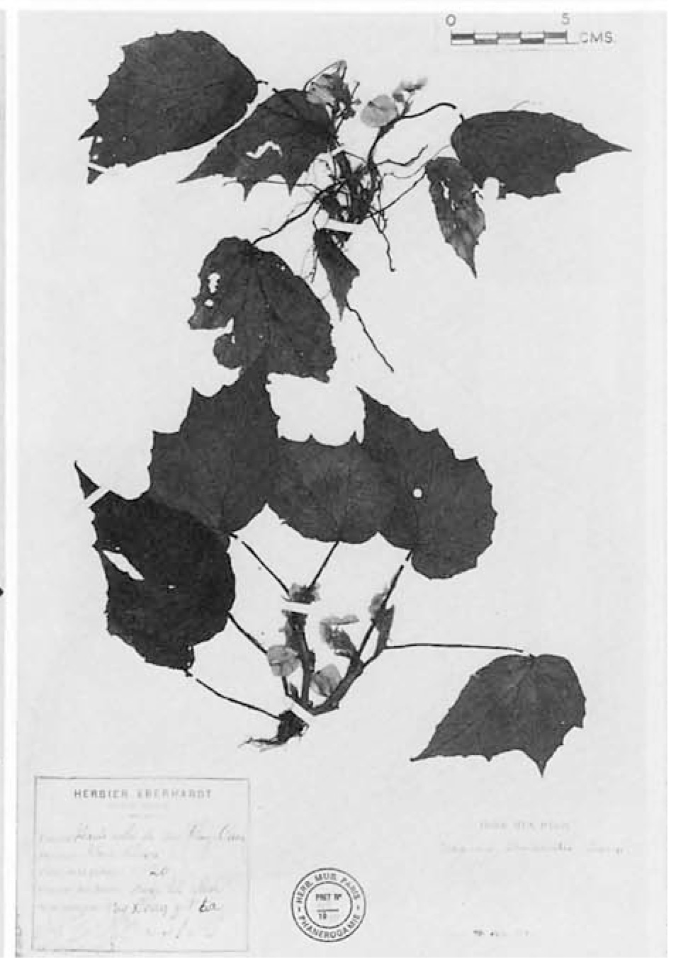 B. eberhardtii